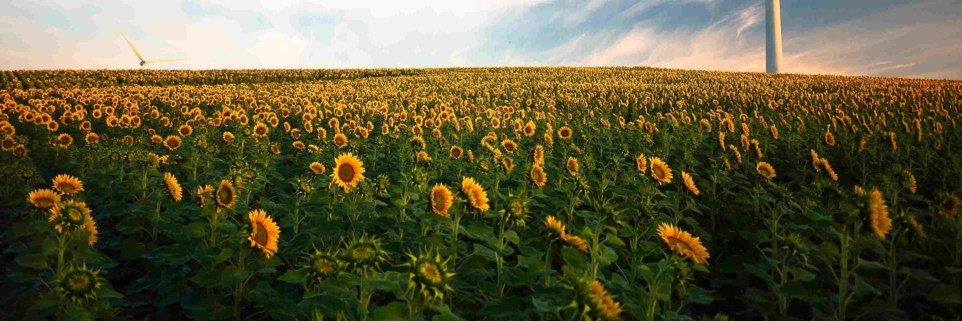 tournesol champ