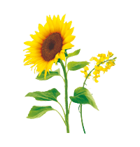 Tournesol
