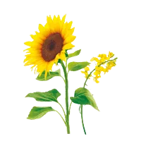 Tournesol
