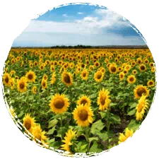 tournesol