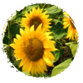 tournesol