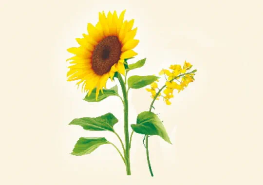plantes