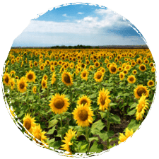 Tournesol